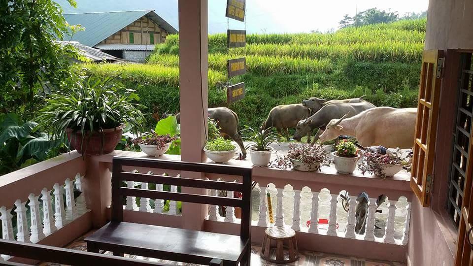 Ta Van Green Hills Homestay Sa Pa Ngoại thất bức ảnh